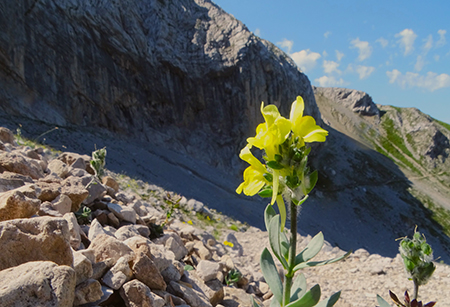 SENTIERO DEI FIORI ‘Claudio Brissoni’ da Capanna 2000 il 10 luglio 2023- FOTOGALLERY